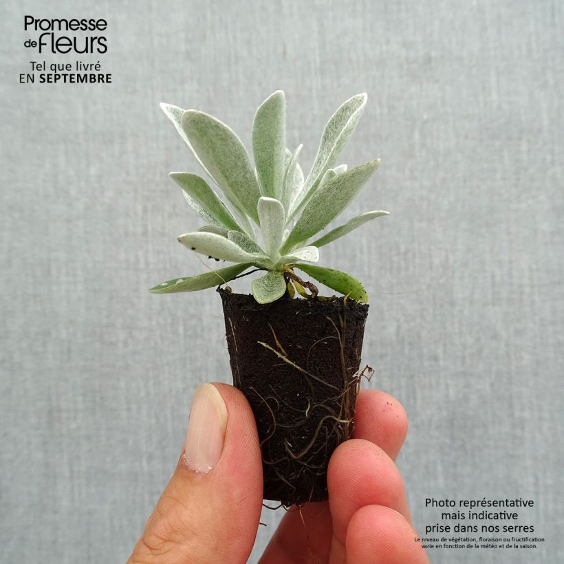 Helichrysum amorginum Red Jewel Plug plant 3/4cm sample as delivered in autumn