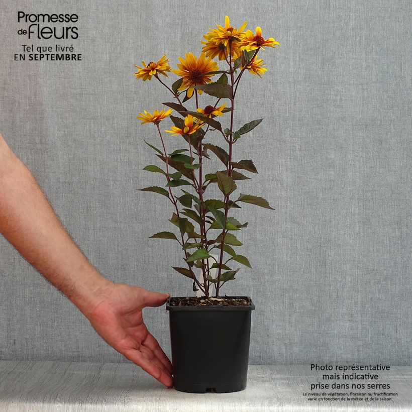 Heliopsis helianthoides var. scabra 'Funky Spinner'®  2L/3L pot sample as delivered in summer