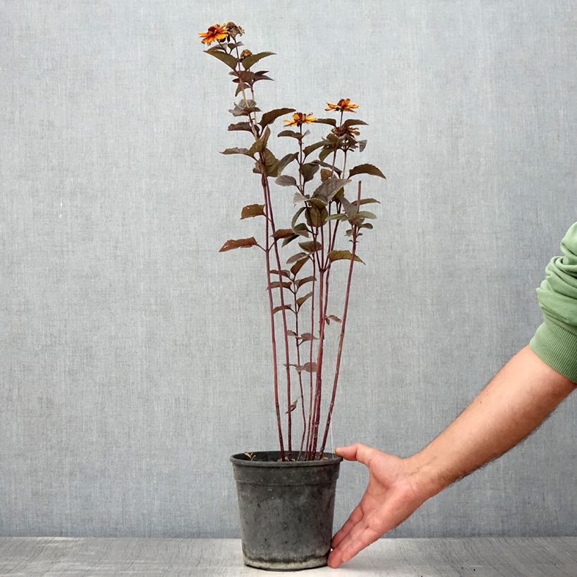 Heliopsis helianthoïdes var. scabra Fire Twister 2L/3L pot sample as delivered in summer