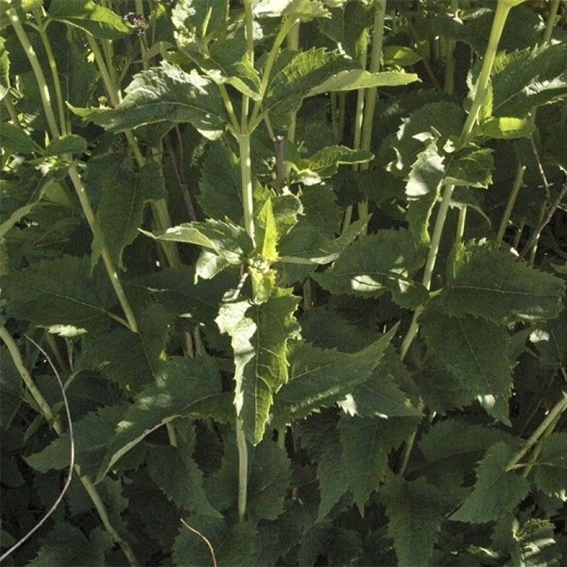 Heliopsis helianthoides var. scabra Venus (Foliage)