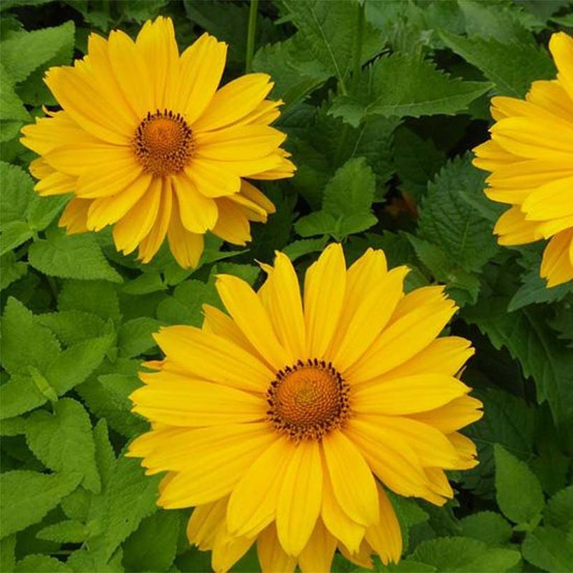 Heliopsis helianthoides var. scabra Venus (Flowering)