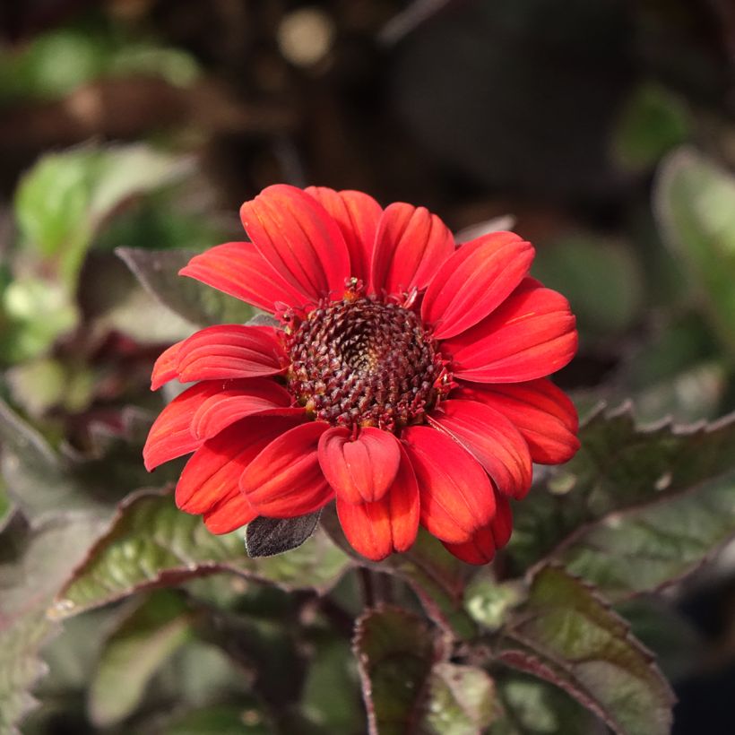 Heliopsis helianthoides Luna Roja (Flowering)
