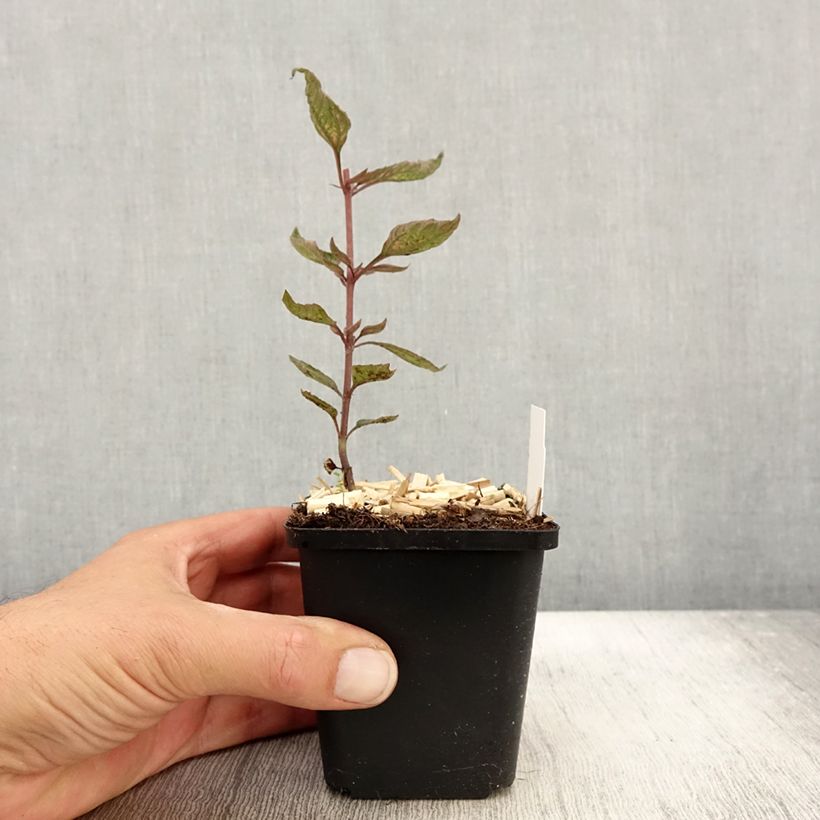 Heliopsis helianthoides Summer Pink 8/9 cm pot sample as delivered in autumn