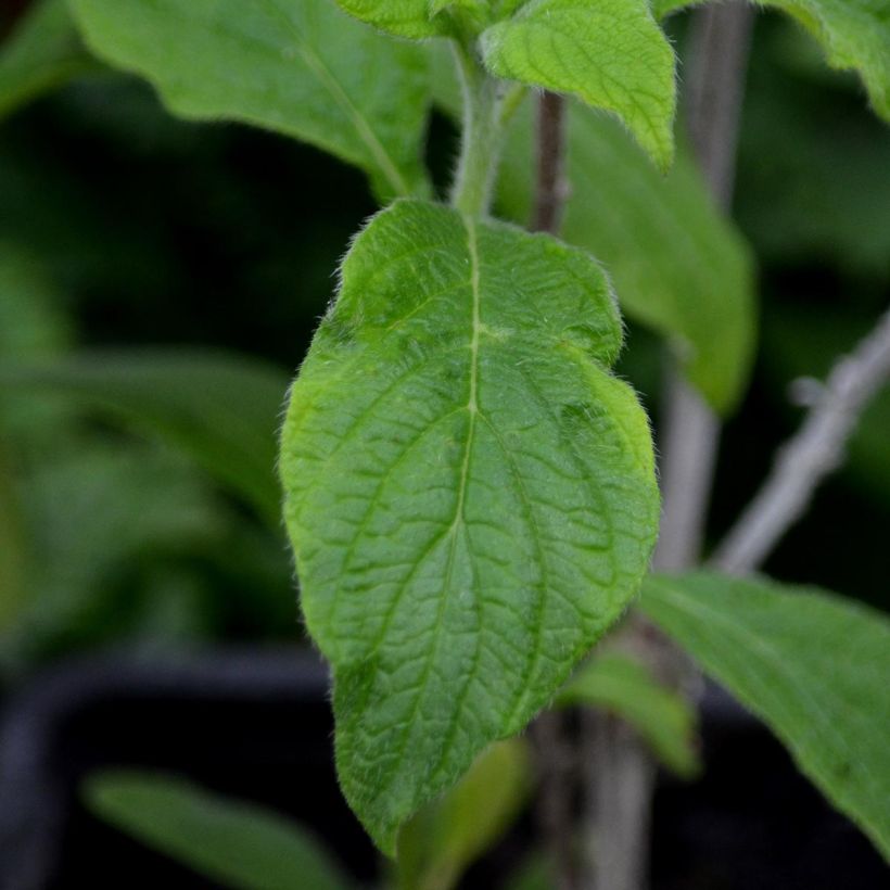 Heliotropium arborescens Marine - Garden Heliotrope (Foliage)