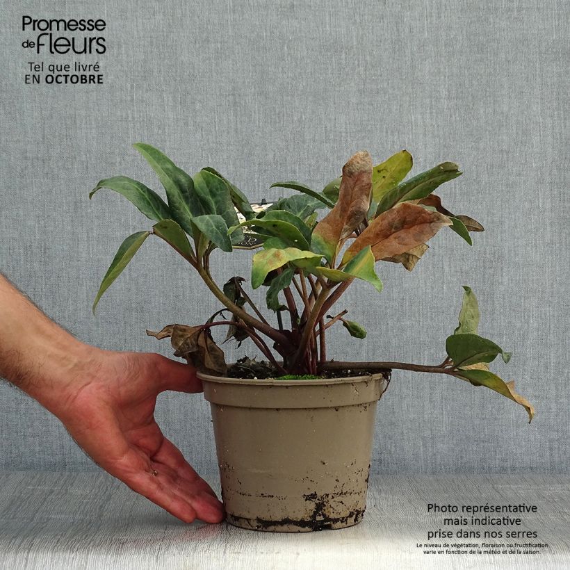 Helleborus ballardiae MAESTRO - Hellebore 2L/3L pot sample as delivered in autumn