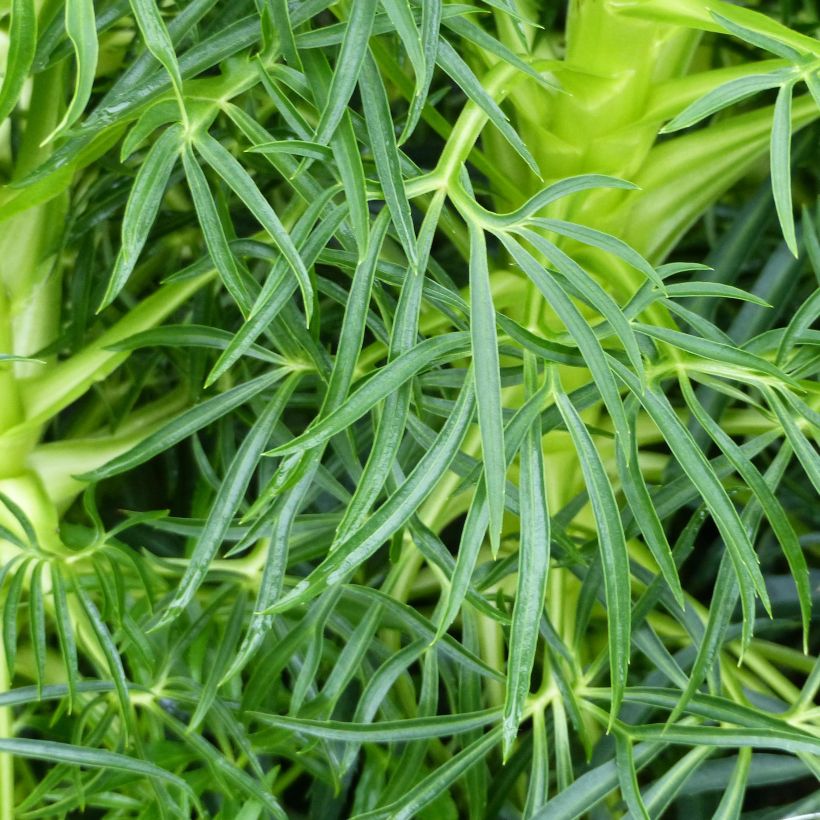 Helleborus foetidus Bowless Form (Foliage)