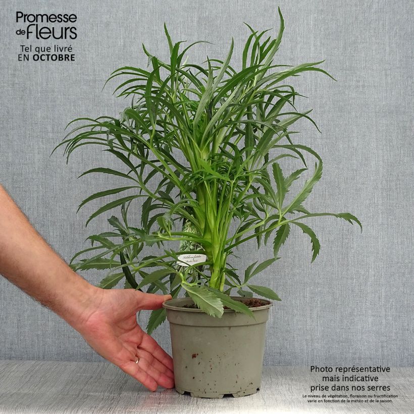Helleborus foetidus Bowless Form 2L/3L pot sample as delivered in autumn