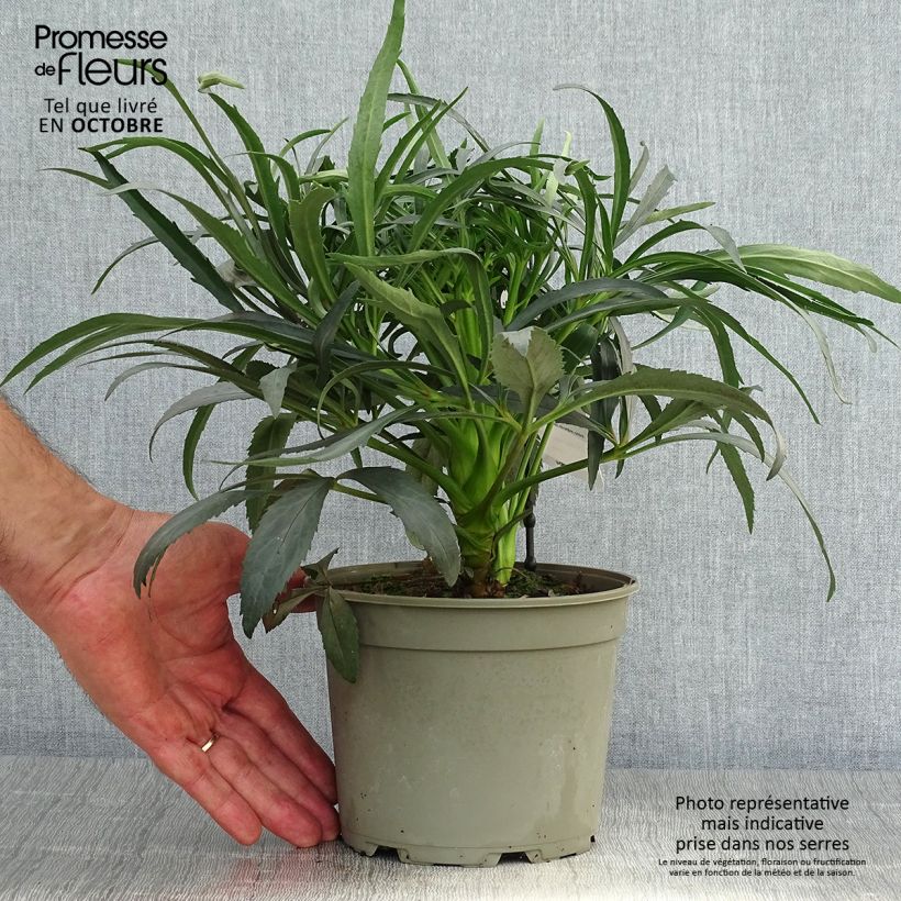Helleborus foetidus Sopron 2L/3L pot sample as delivered in autumn