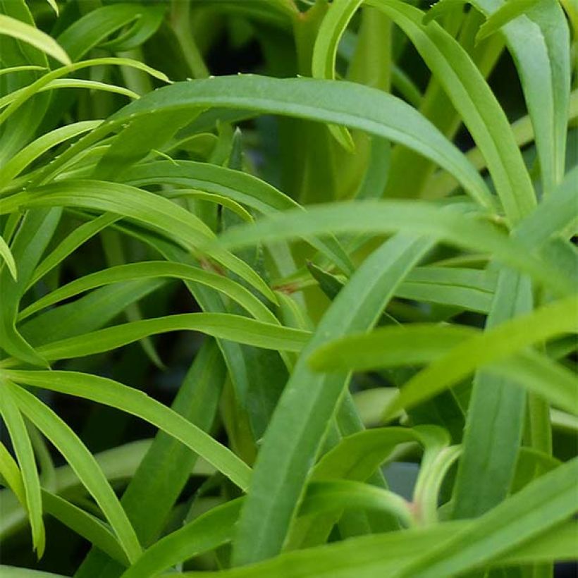 Helleborus foetidus Yellow Wilgenbroek (Foliage)