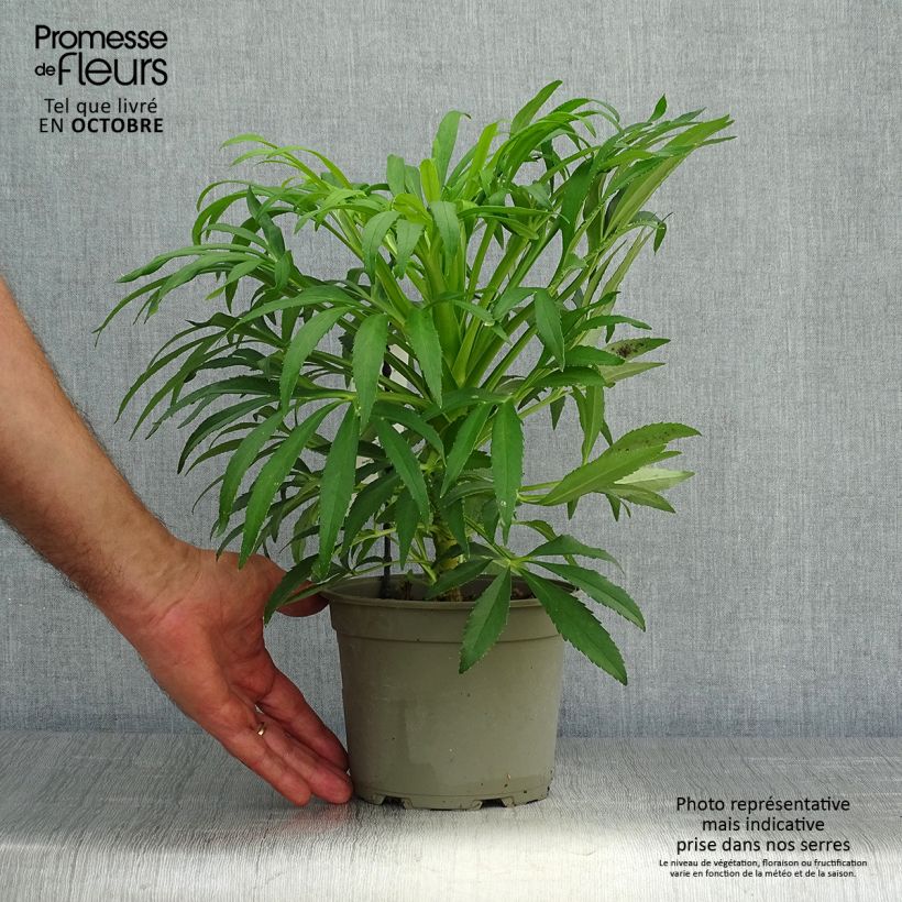 Helleborus foetidus Yellow Wilgenbroek 1.5L/2L pot sample as delivered in autumn