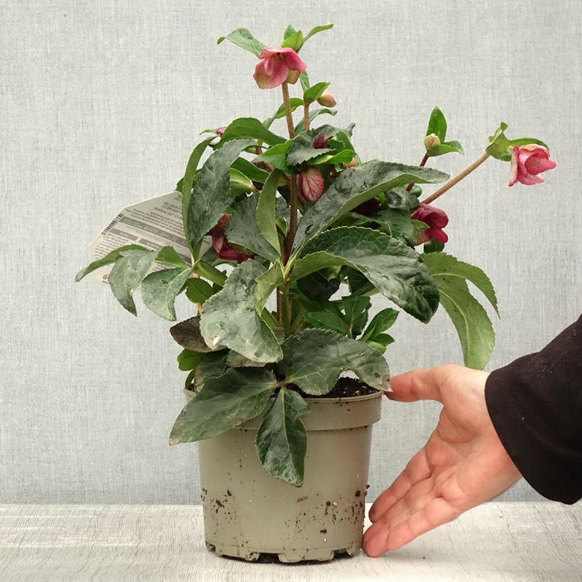 Helleborus x nigercors Ice Breaker Ruby - Hellebore 2L/3L pot sample as delivered in autumn