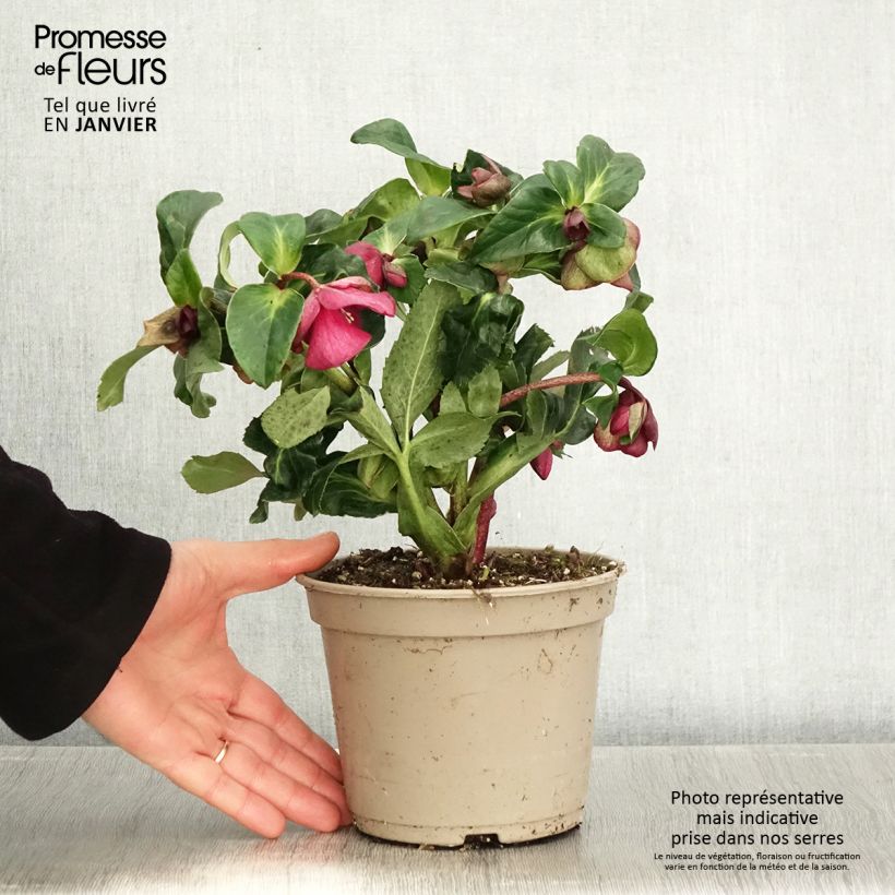 Helleborus x nigercors Ice Breaker Ruby - Hellebore 2L/3L pot sample as delivered in winter