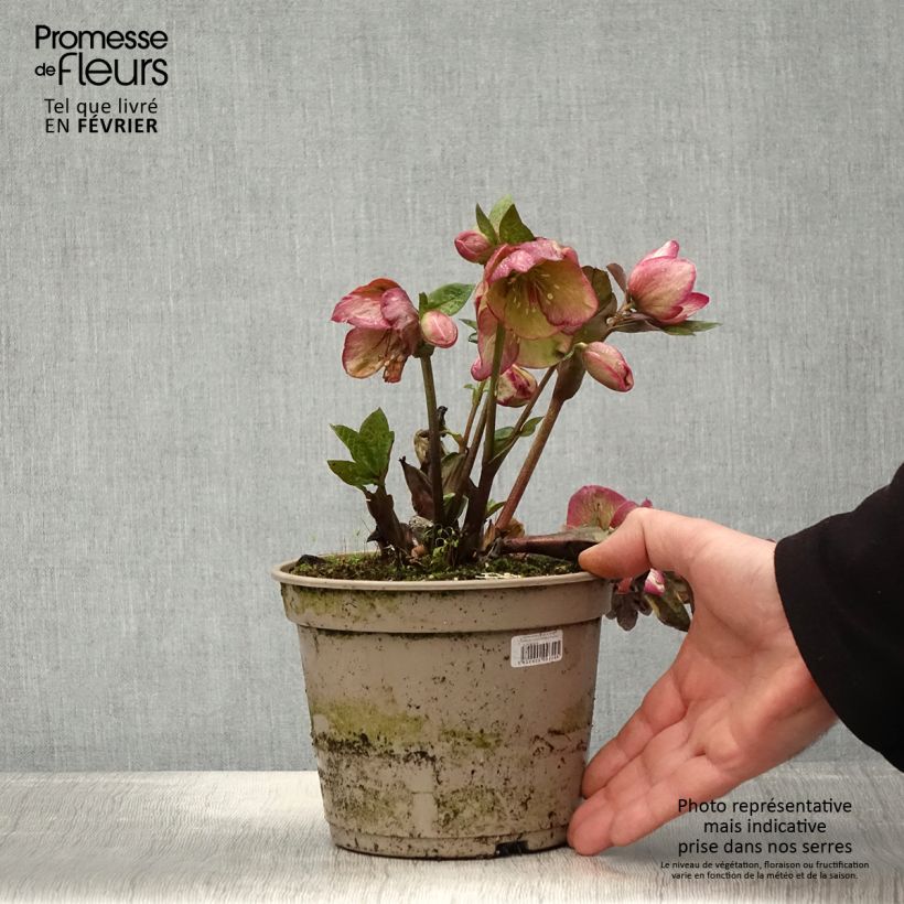 Helleborus Ice N' Roses Marbled Macy Marble - Hellebore 2L/3L pot sample as delivered in winter
