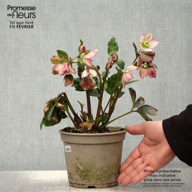 Helleborus Ice N' Roses Marbled Maddy Marble - Hellebore 2L/3L pot sample as delivered in winter