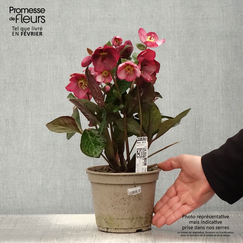 Helleborus Ice N' Roses Marbled Mindy Marble - Hellebore 2L/3L pot sample as delivered in winter