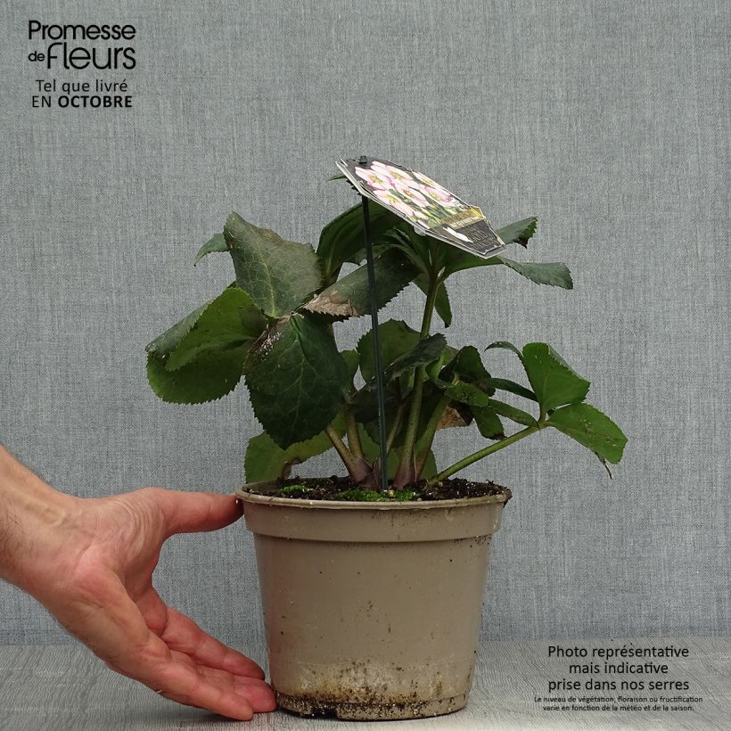 Helleborus HGC Ice N Roses Picotee 2L/3L pot sample as delivered in autumn