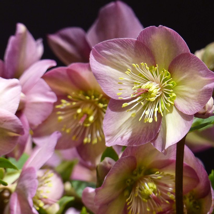 Helleborus Ice N' Roses Marbled Pink - Hellebore (Flowering)