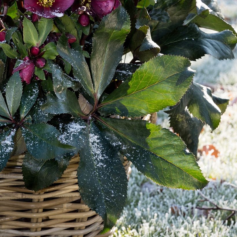 Helleborus Ice N' Roses Marbled Red - Hellebore (Foliage)