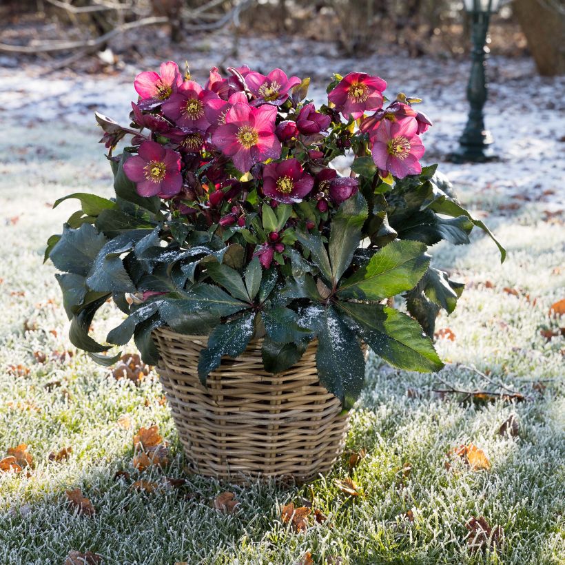 Helleborus Ice N' Roses Marbled Red - Hellebore (Plant habit)