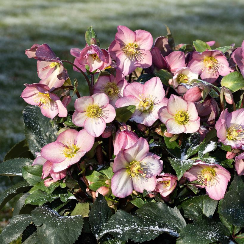 Helleborus Ice N' Roses Marbled Pink - Hellebore (Plant habit)