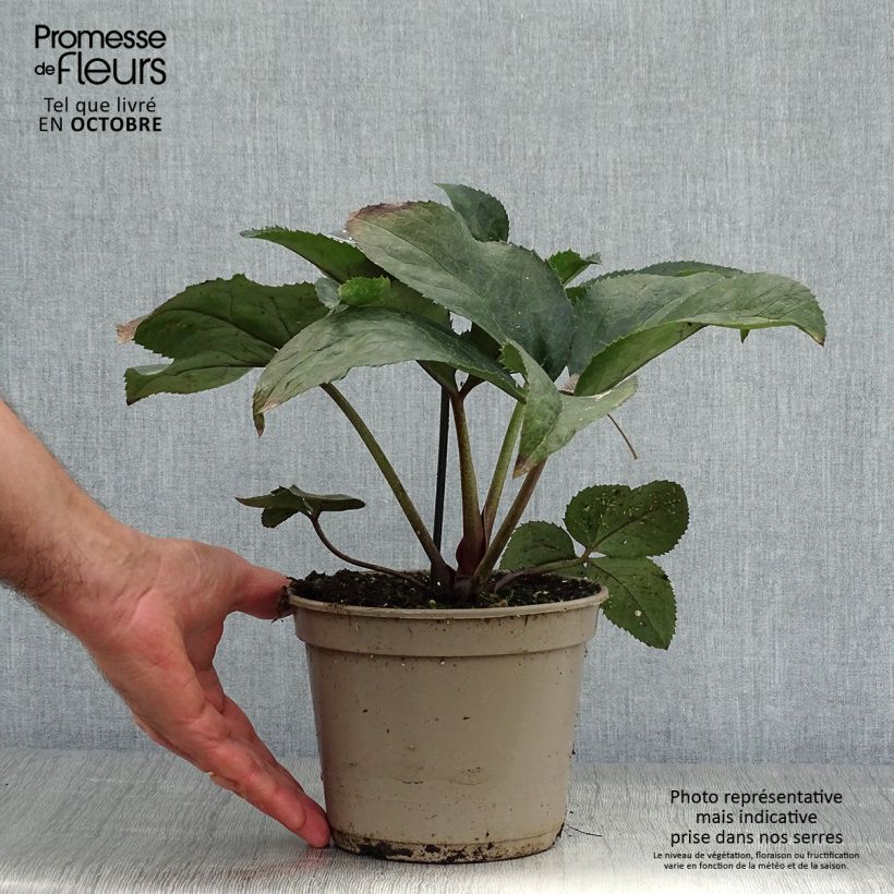 Helleborus Ice N' Roses Marbled Pink - Hellebore 2L/3L pot sample as delivered in autumn