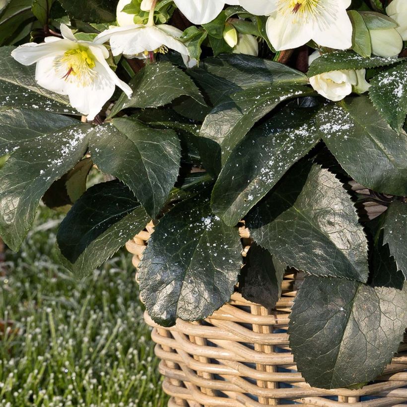 Helleborus HGC Ice N Roses White (Foliage)