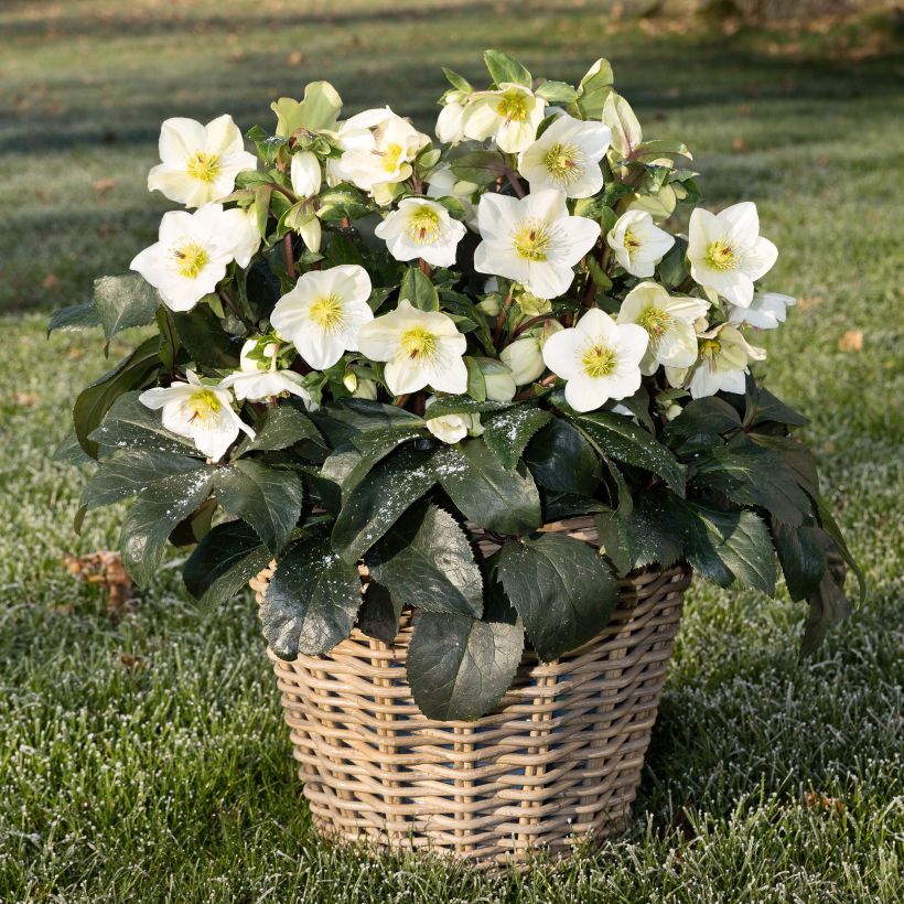 Helleborus HGC Ice N Roses White (Plant habit)
