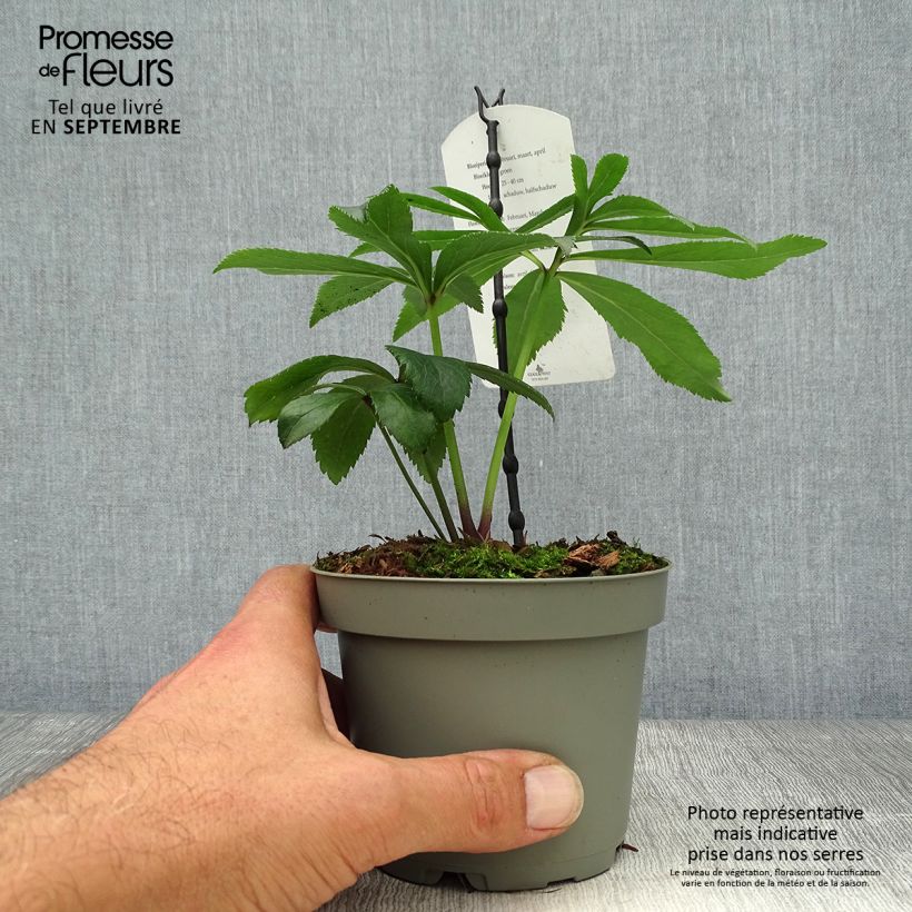 Helleborus multifidus subsp. bocconei 1L/1.5L pot sample as delivered in autumn