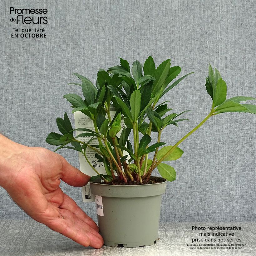 Helleborus niger Double Fashion - Christmas Rose 1L/1.5L pot sample as delivered in autumn