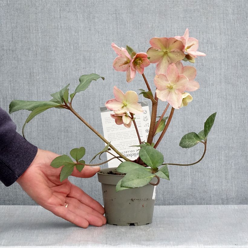 Helleborus nigercors Candy Love 12cm pot sample as delivered in spring