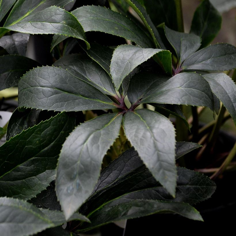 Helleborus nigercors Snow Love (Foliage)