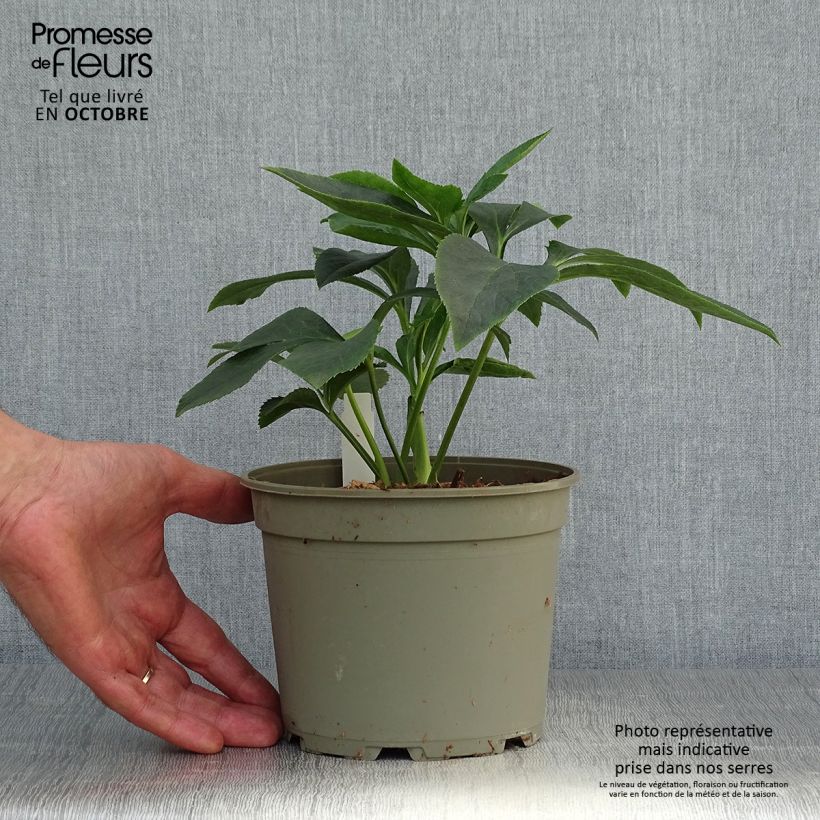 Helleborus hybridus Apricot Spotted 2L/3L pot sample as delivered in autumn
