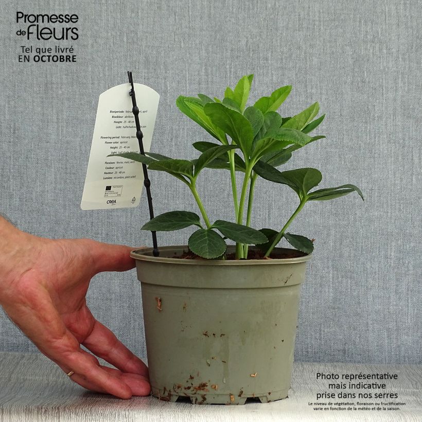 Helleborus hybridus Apricot 2L/3L pot sample as delivered in autumn