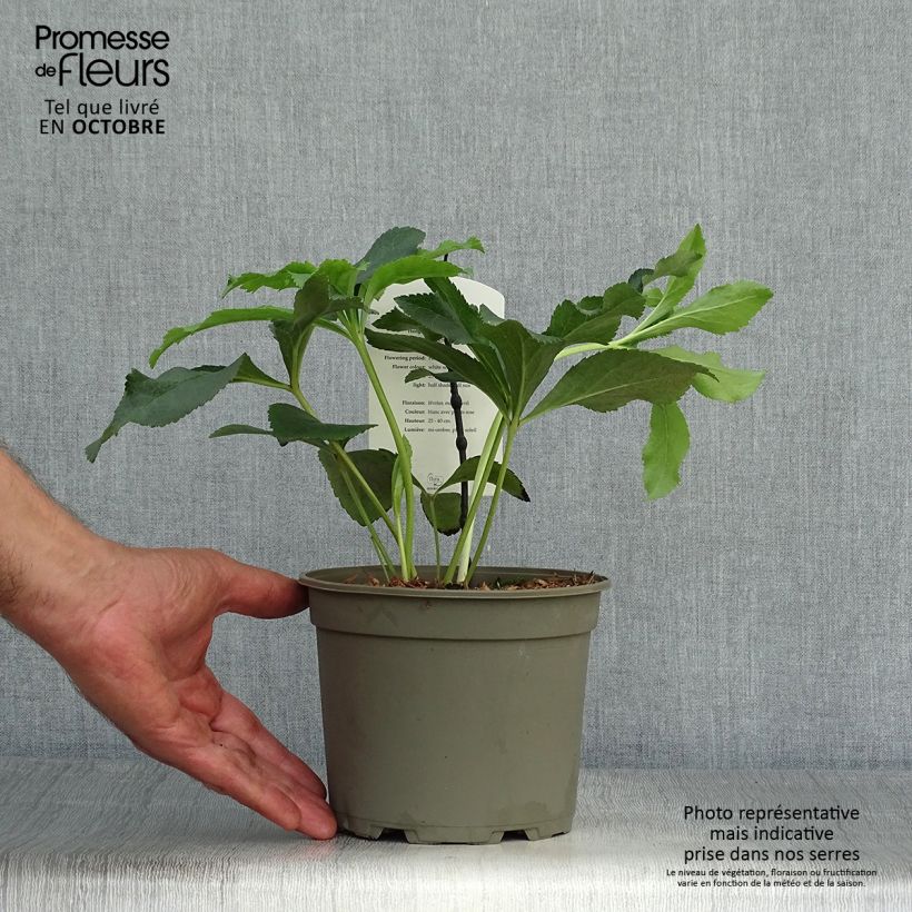 Helleborus hybridus Anemone White Spotted 2L/3L pot sample as delivered in autumn