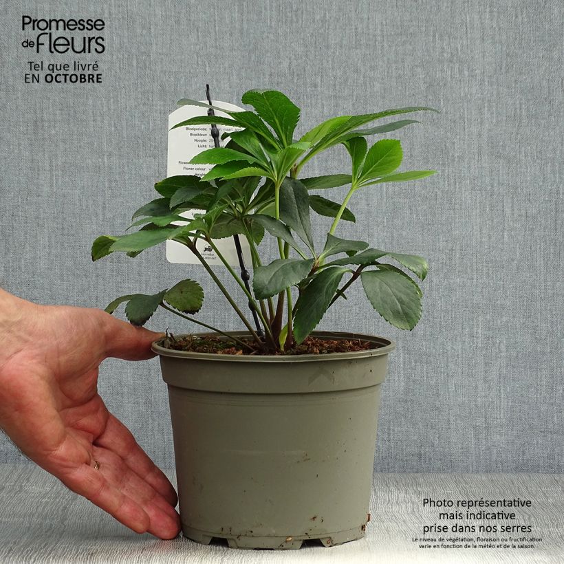 Helleborus hybridus Anemone White 2L/3L pot sample as delivered in autumn