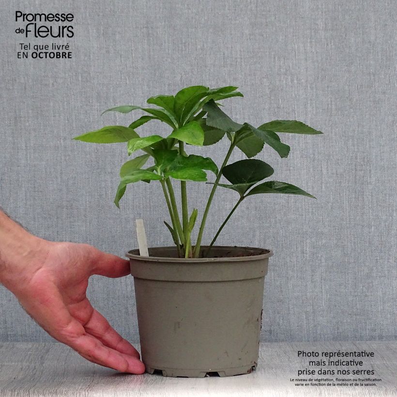 Helleborus hybridus anemone-centred yellow 2L/3L pot sample as delivered in autumn