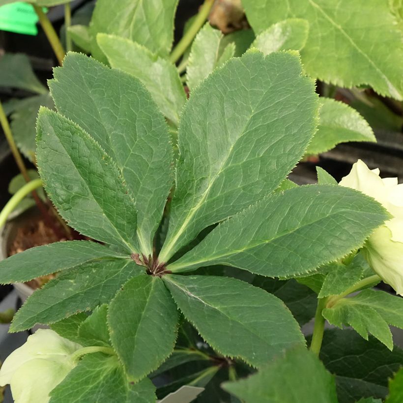 Helleborus hybridus anemone-centred yellow (Foliage)