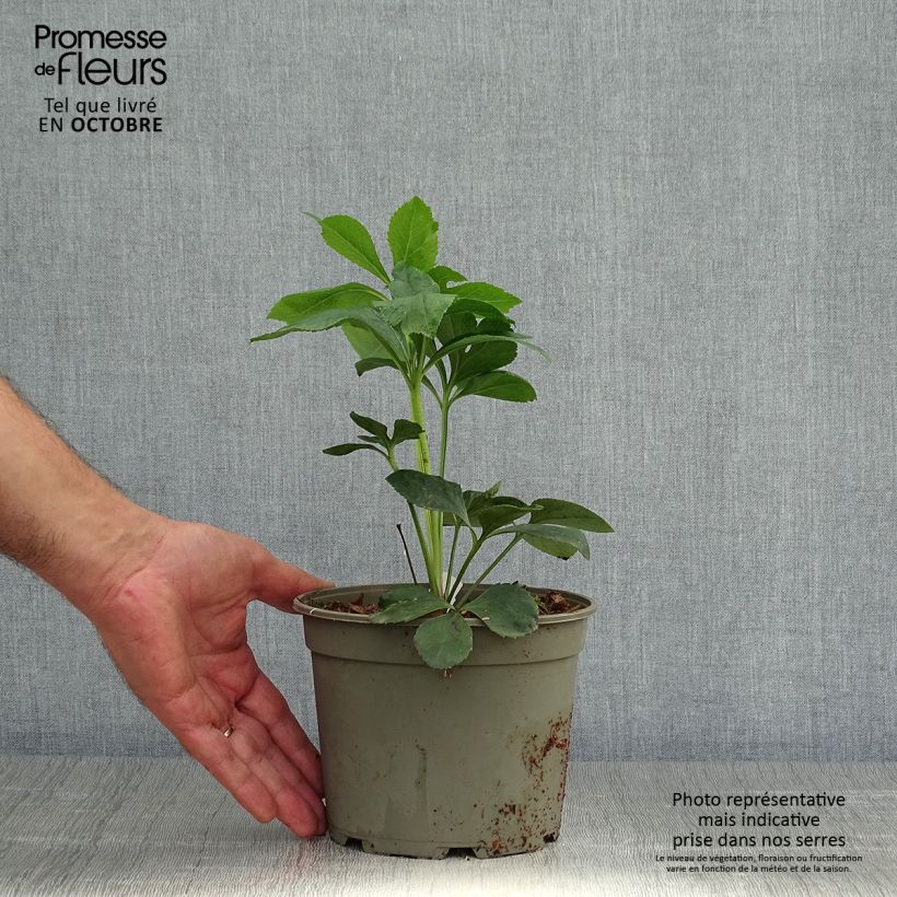 Helleborus hybridus Anemone Black 2L/3L pot sample as delivered in autumn