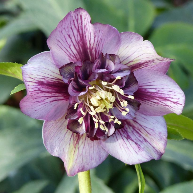 Helleborus hybridus Anemone Picotee (Flowering)