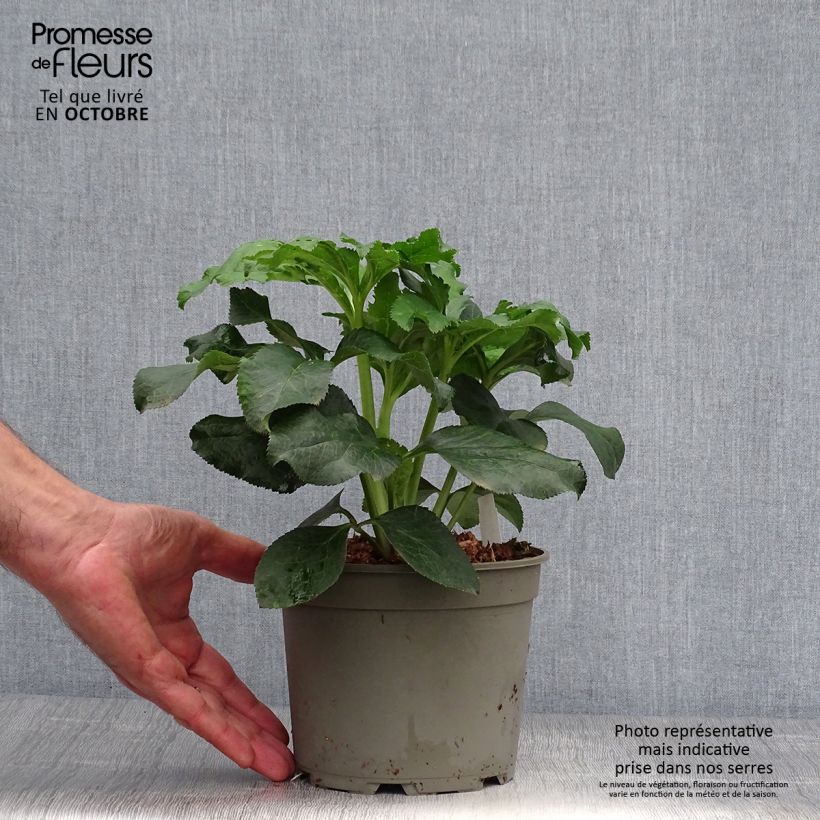 Helleborus hybridus Anemone Picotee 2L/3L pot sample as delivered in autumn