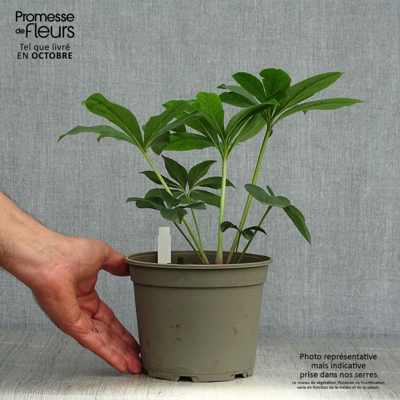 Helleborus Aubergine 2L/3L pot sample as delivered in autumn