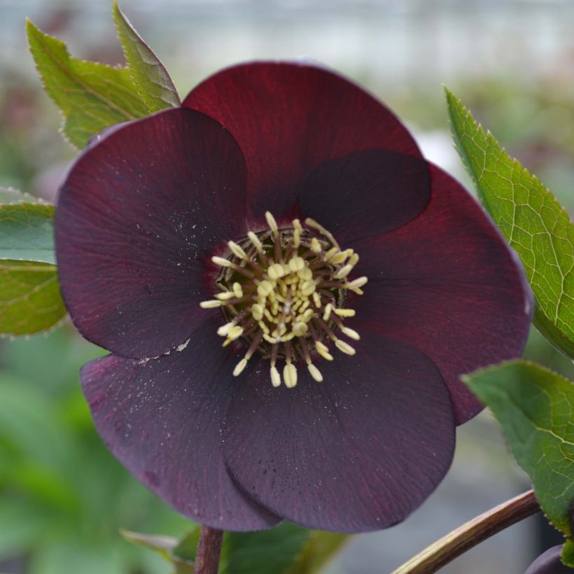 Helleborus x hybridus Black (Flowering)