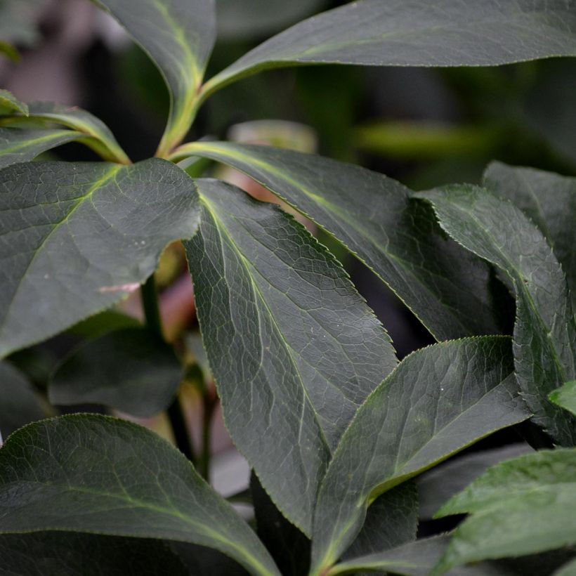 Helleborus x hybridus Black (Foliage)