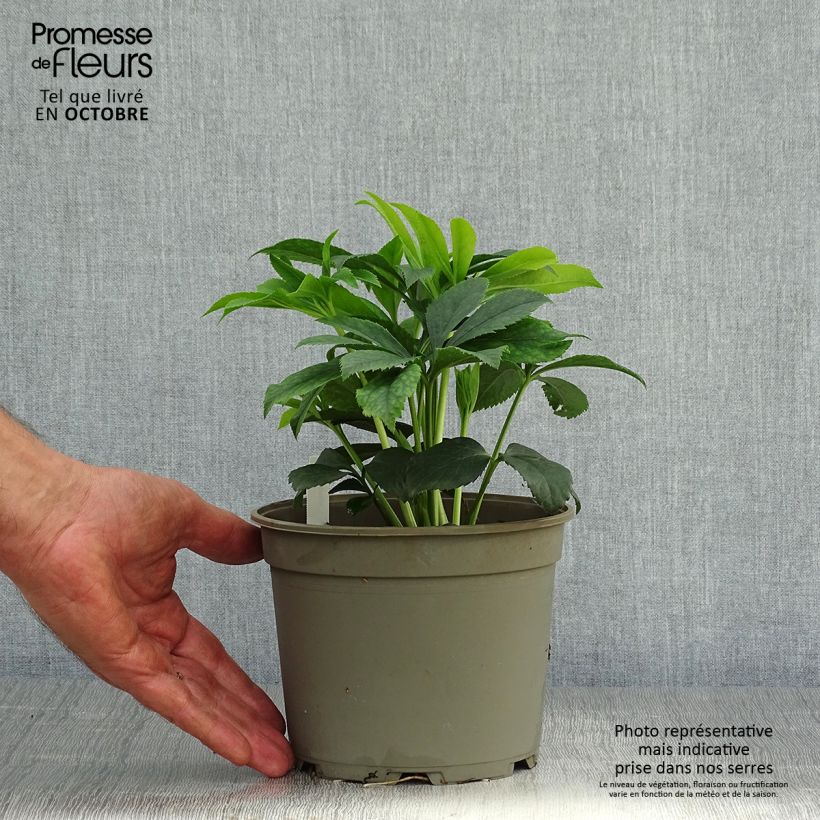 Helleborus hybridus Black Chocolate 2L/3L pot sample as delivered in autumn