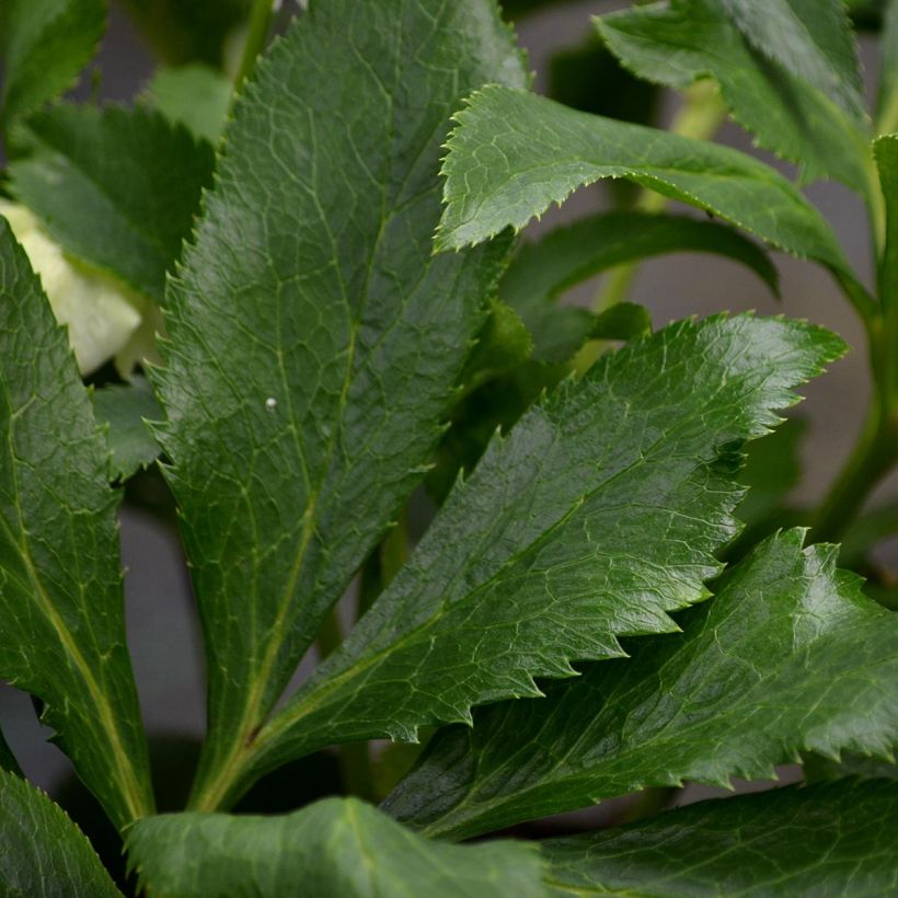 Helleborus hybridus White (Foliage)