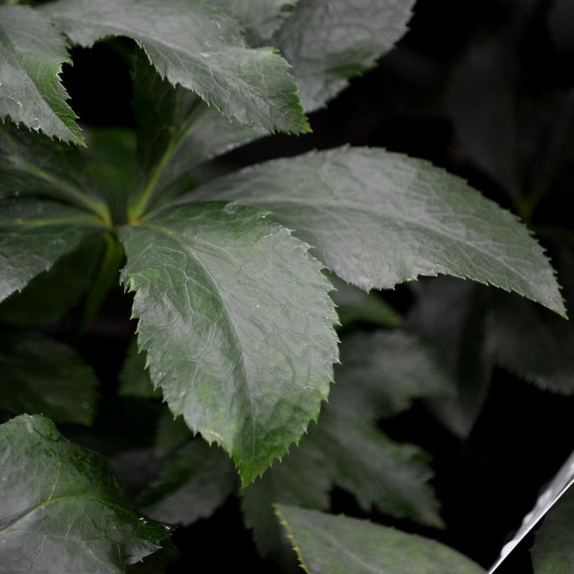 Helleborus hybridus White with Red Centre (Foliage)