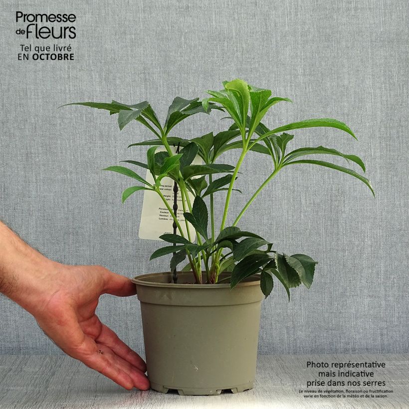 Helleborus hybridus White with Red Centre 2L/3L pot sample as delivered in autumn