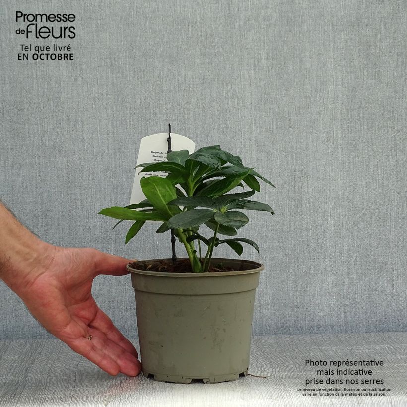 Helleborus hybridus white spotted 2L/3L pot sample as delivered in autumn