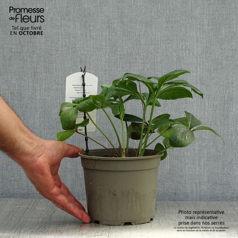 Helleborus hybridus White 2L/3L pot sample as delivered in autumn