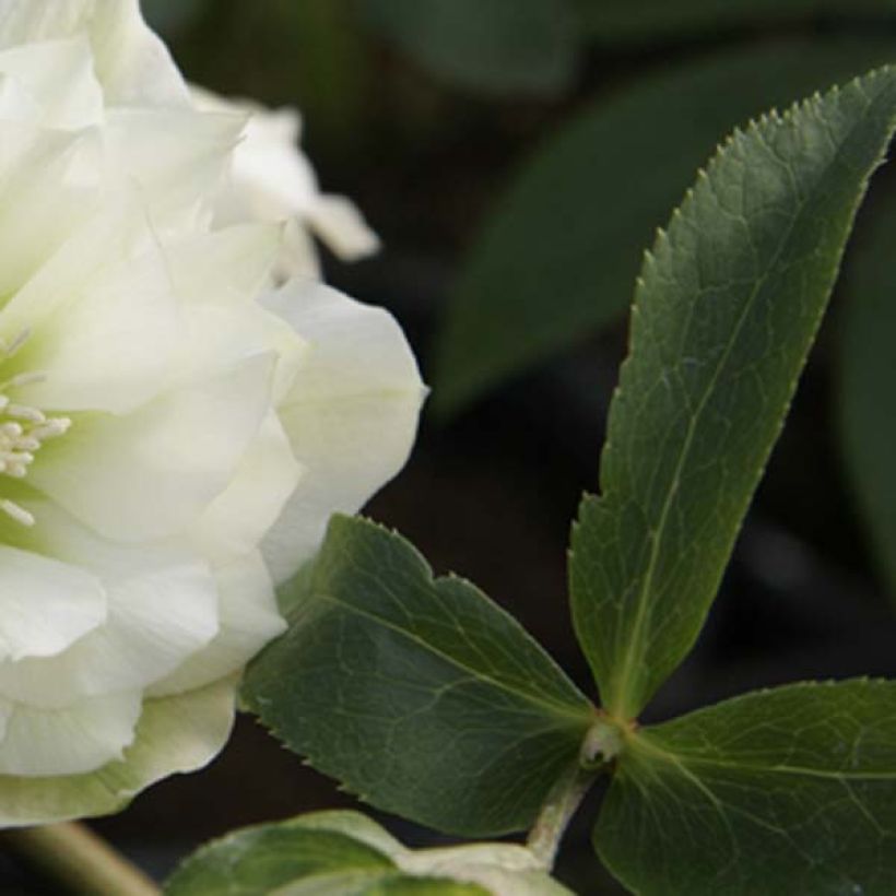 Helleborus hybridus Double White (Foliage)